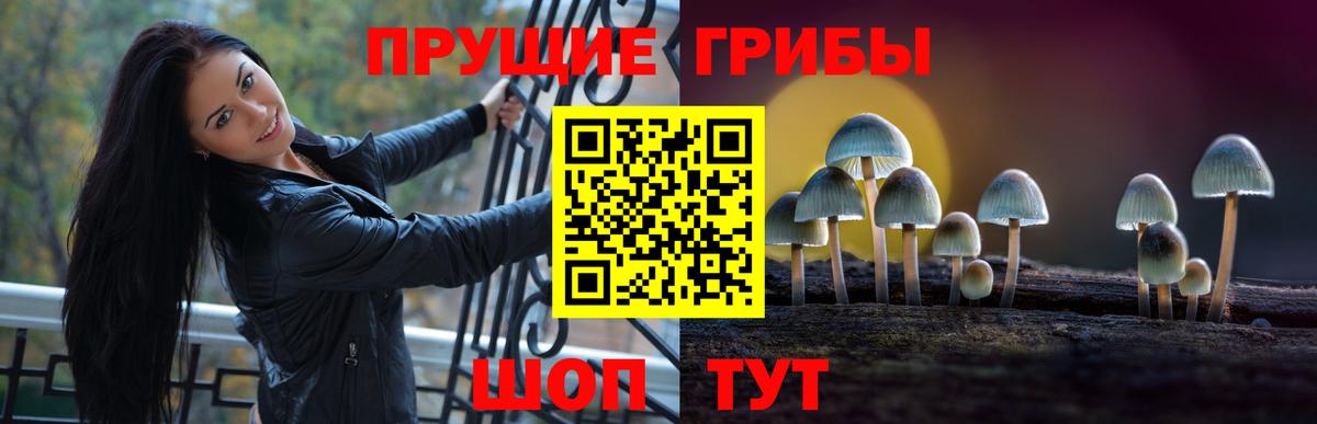 как найти закладки  Вход с VPN  Краснознаменск  Псилоцибиновые грибы Psilocybine cubensis 